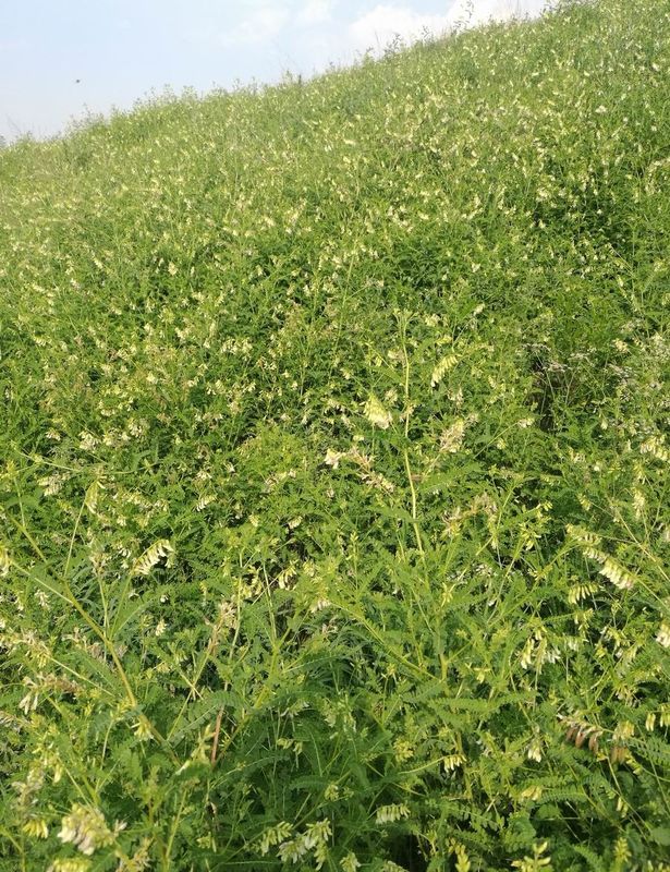Funzione cuore-polmoni migliorante antinfiammatoria HPLC-ELSD della radice dell'astragalo di 98+% Astragaloside 4